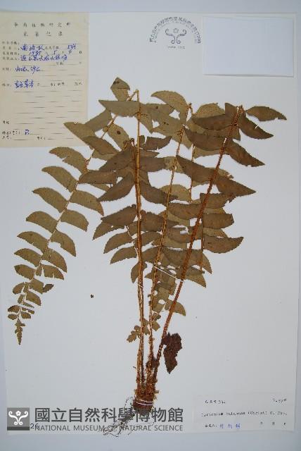 鐮羽貫眾藏品圖，第1張