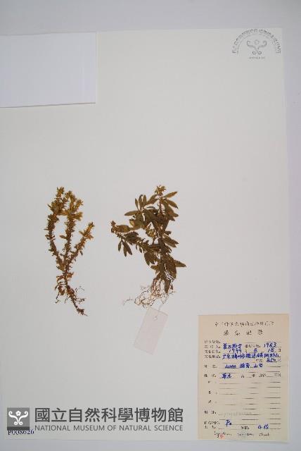 千層塔藏品圖，第1張