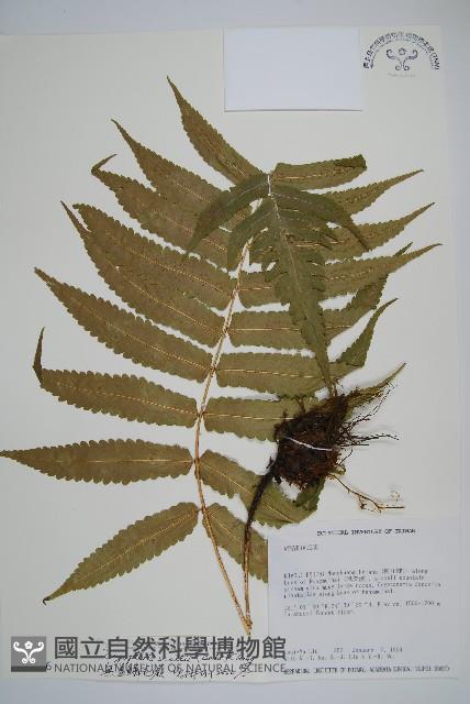 史氏鱗毛蕨藏品圖，第1張