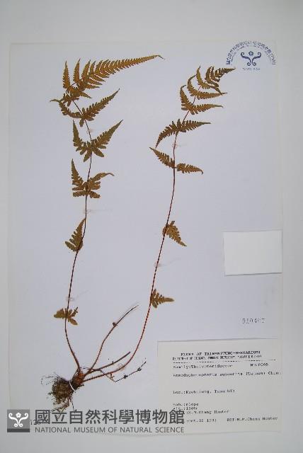 光囊紫柄蕨藏品圖，第1張