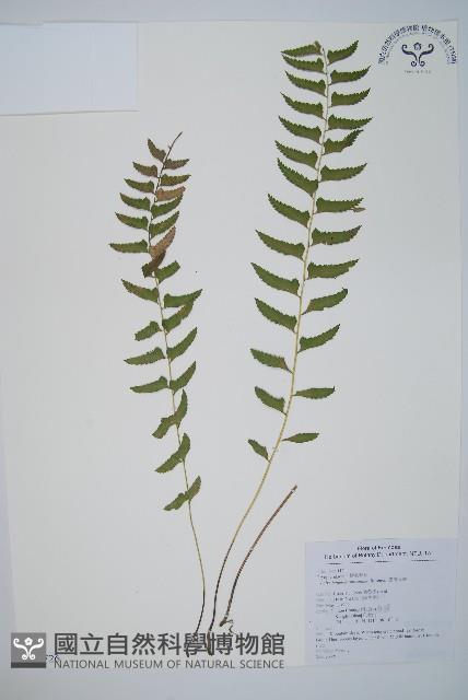 臺灣耳蕨藏品圖，第1張