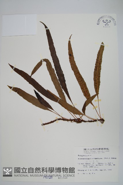 波氏星蕨藏品圖，第1張