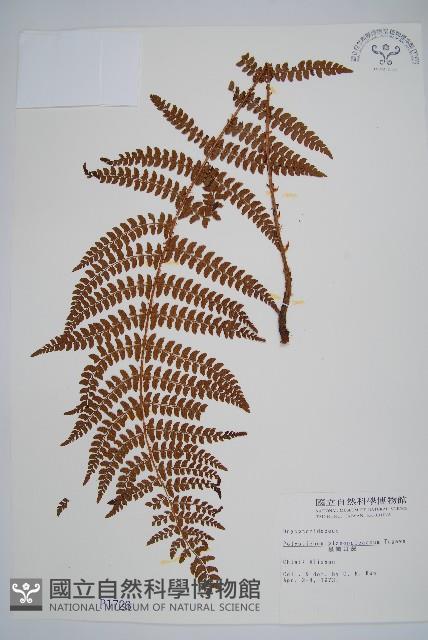 黑鱗耳蕨藏品圖，第1張