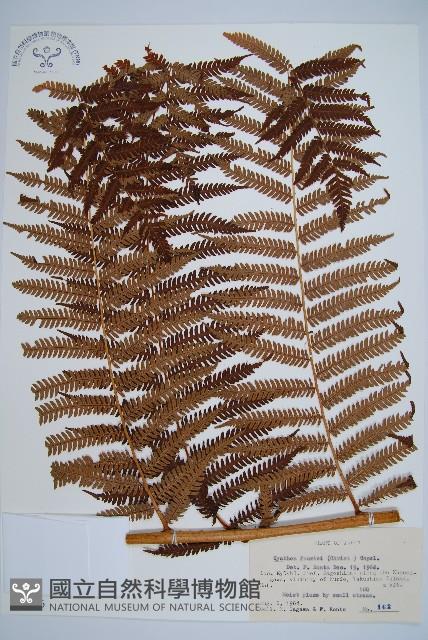 登錄號:P005726藏品圖，第1張