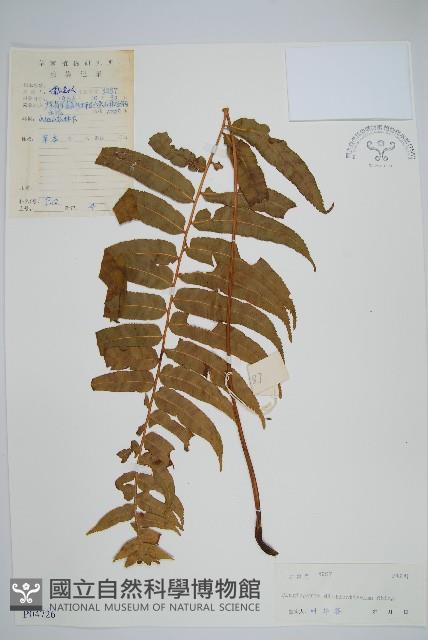 鐮葉瘤足蕨藏品圖，第1張