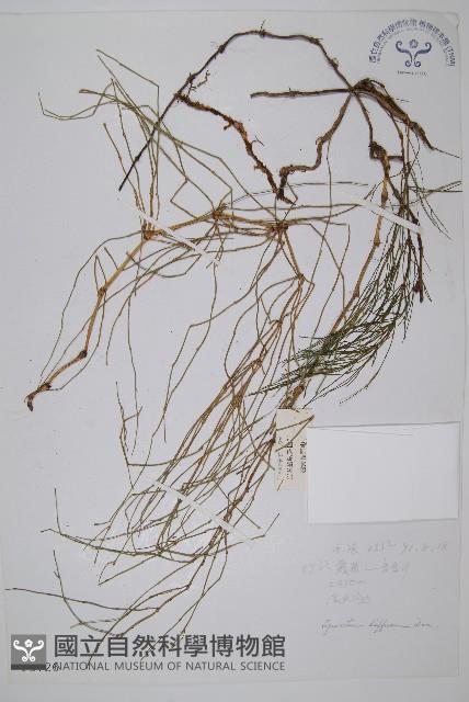 散生木賊藏品圖，第1張