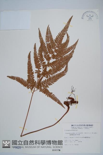 細葉複葉耳蕨藏品圖，第1張