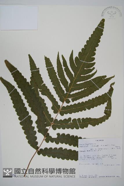 登錄號:P010026藏品圖，第1張