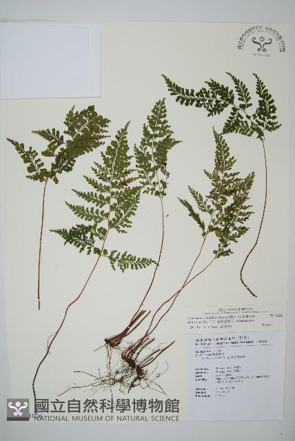 三角葉陵齒蕨藏品圖，第1張