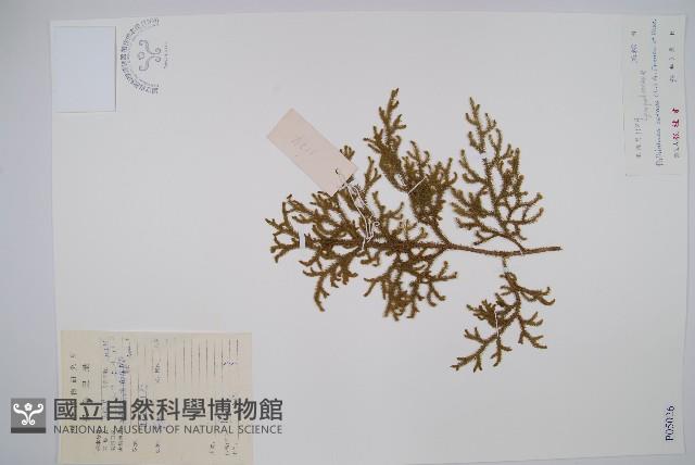 燈龍草藏品圖，第1張