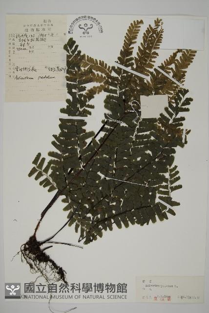 掌葉鐵線蕨藏品圖，第1張