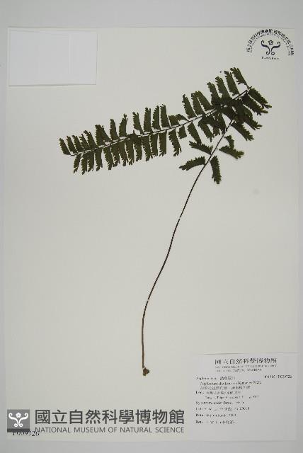 薄葉孔雀鐵角蕨、邊孢鐵角蕨藏品圖，第1張