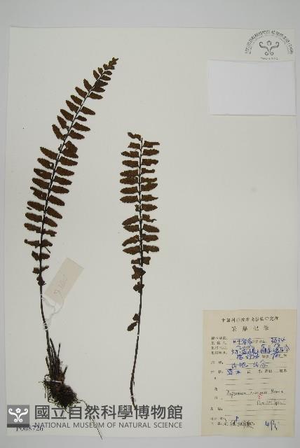 毛軸鐵角蕨藏品圖，第1張