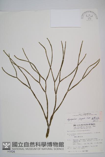 銳葉石松藏品圖，第1張