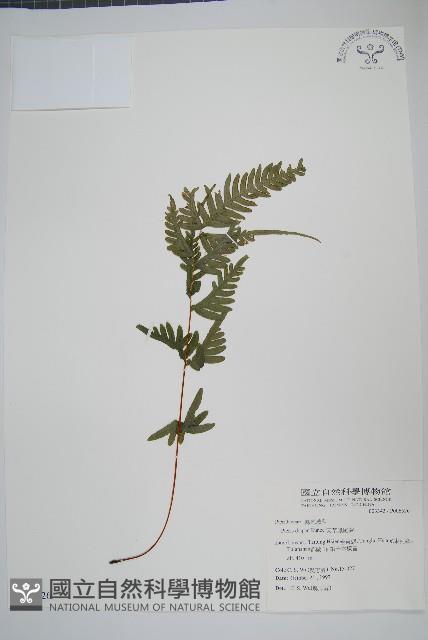 天草鳳尾蕨藏品圖，第1張