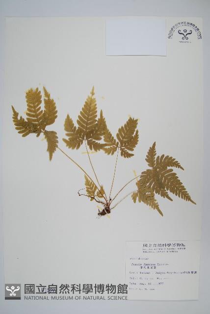 傅氏鳳尾蕨藏品圖，第1張