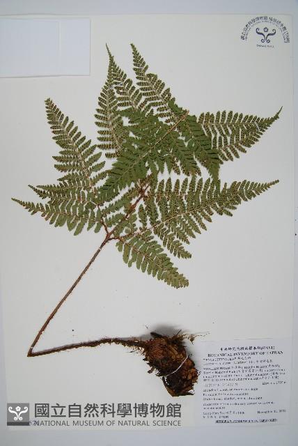 臺灣鱗毛蕨藏品圖，第1張