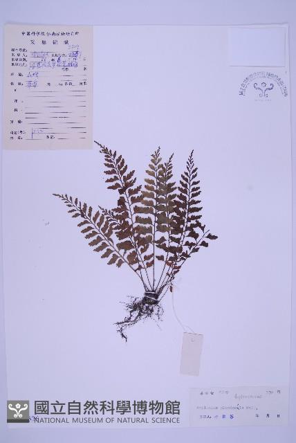 斜葉鐵角蕨藏品圖，第1張