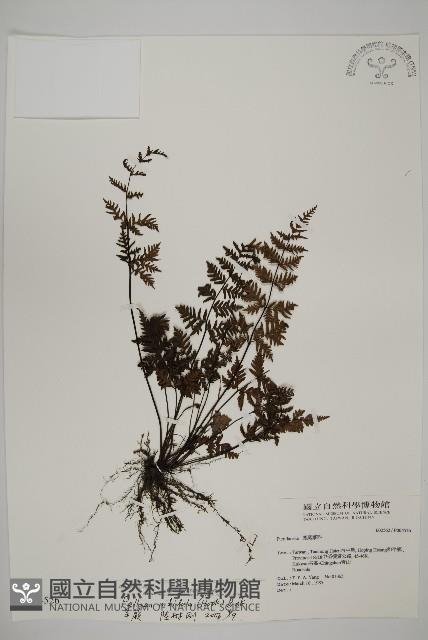 旱蕨藏品圖，第1張