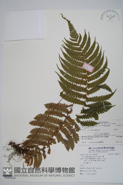 密毛毛蕨藏品圖，第1張