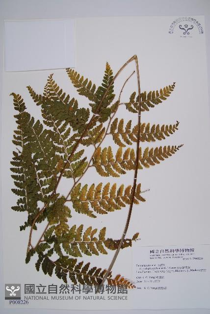 熱帶鱗蓋蕨藏品圖，第1張