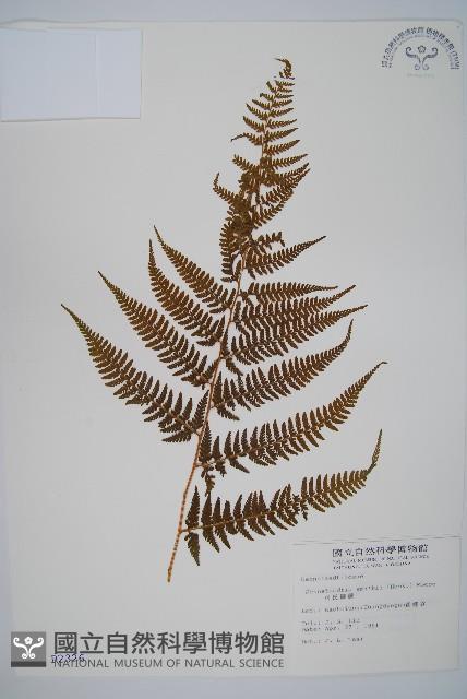 司氏碗蕨藏品圖，第1張