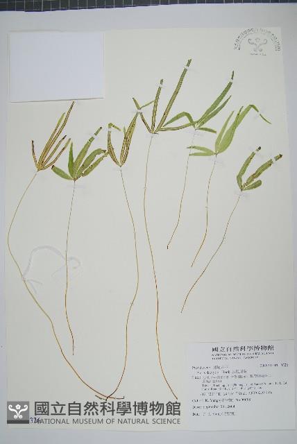 掌鳳尾蕨藏品圖，第1張