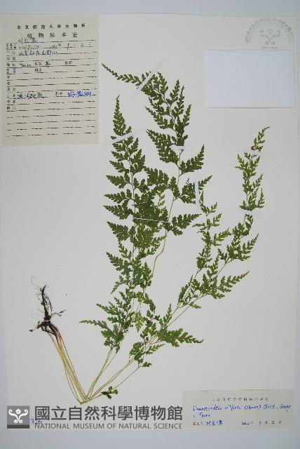 溪洞碗蕨藏品圖，第1張