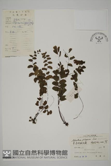 半月形鐵線蕨藏品圖，第1張