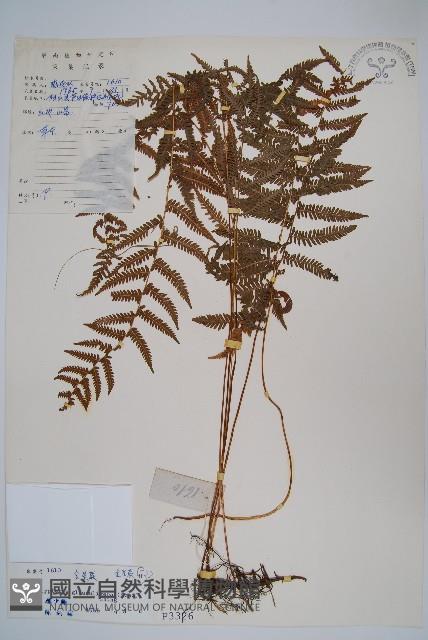 密腺副金星蕨藏品圖，第1張