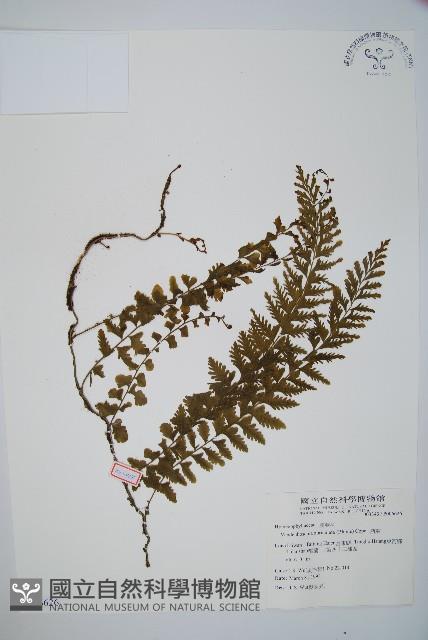 瓶蕨藏品圖，第1張