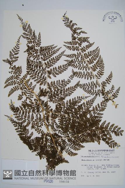 稀子蕨藏品圖，第1張