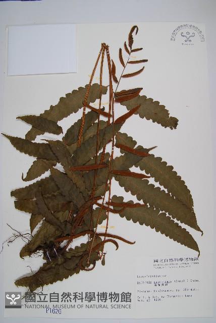 海南實蕨藏品圖，第1張