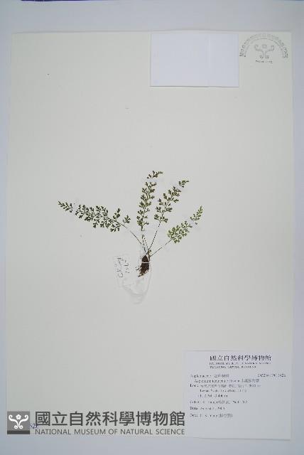 小葉鐵角蕨藏品圖，第1張