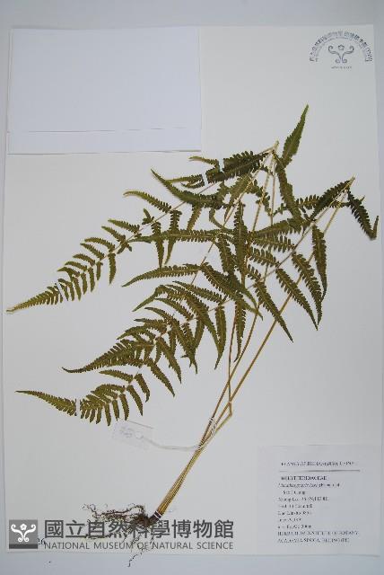 柔葉凸軸蕨藏品圖，第1張