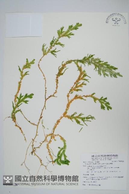 生根卷柏藏品圖，第1張