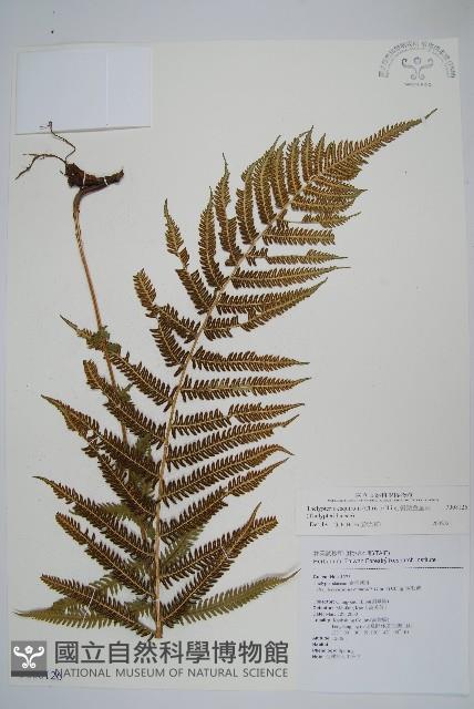 斜葉金星蕨藏品圖，第1張