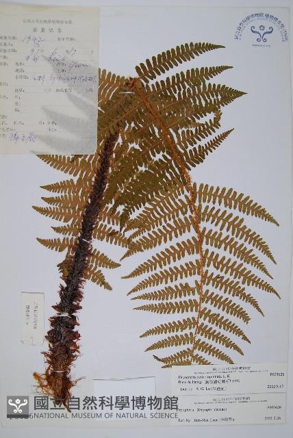 藏布鱗毛蕨藏品圖，第1張