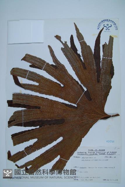 雙扇蕨藏品圖，第1張