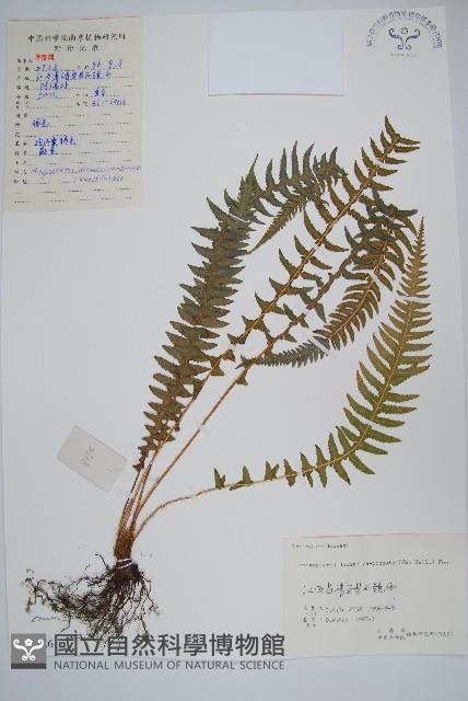 翅軸假金星蕨、短柄卵果蕨藏品圖，第1張