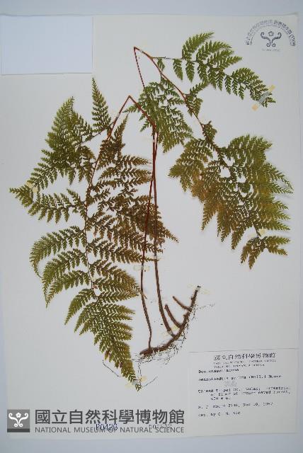 碗蕨藏品圖，第1張