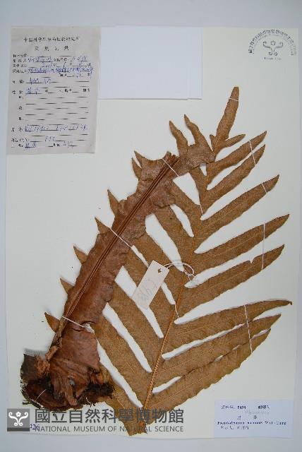 崖薑蕨藏品圖，第1張