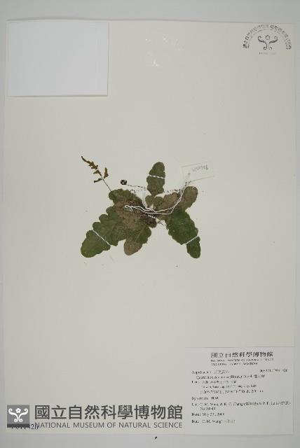 地耳蕨藏品圖，第1張