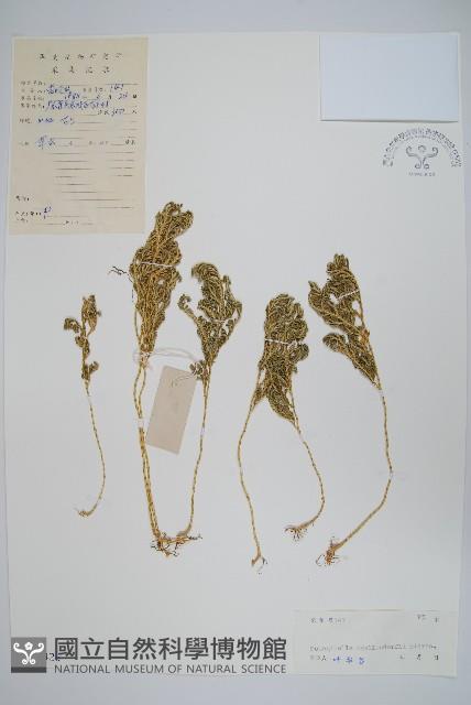 江南卷柏藏品圖，第1張