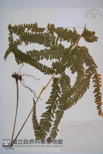 粗毛鱗蓋蕨藏品圖，第1張