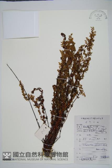 細葉碎米蕨藏品圖，第1張