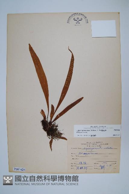 擬瓦葦藏品圖，第1張