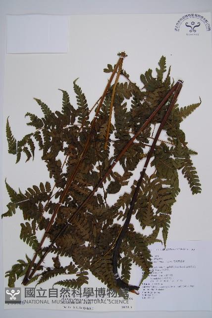 奄美短腸蕨藏品圖，第1張