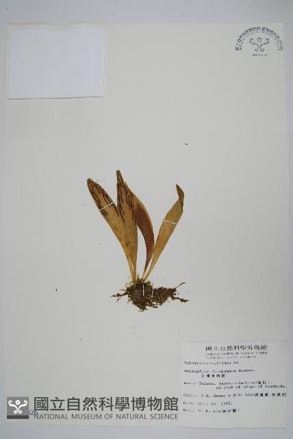 臺灣車前蕨藏品圖，第1張