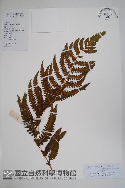 密毛毛蕨藏品圖，第1張